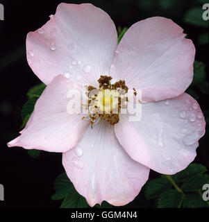 Rosa - `Fru Dagmar Hastrup' AGM - (Shrub) (Rugosa)   RSH103249 Stock Photo